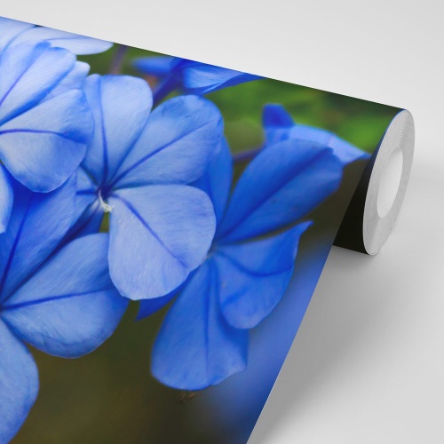 Samolepiaca fototapeta divoké modré kvety