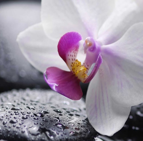 Ozdobný paraván Květiny Zen orchidej