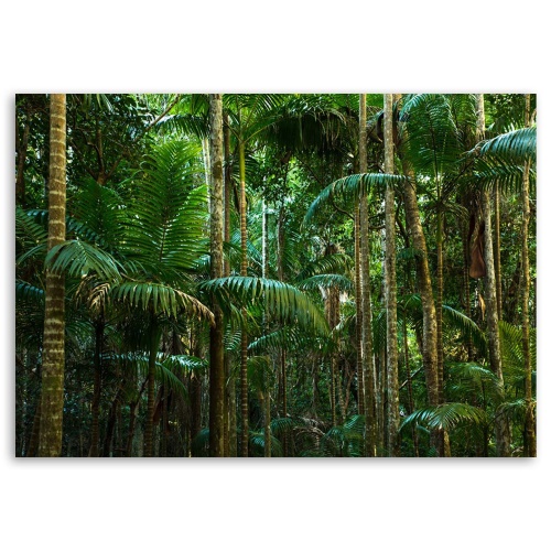 Obraz na plátně Příroda palmového lesa