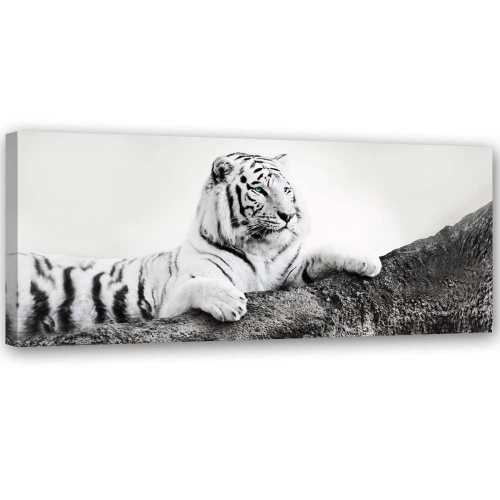 Obraz na plátně Afrika Tiger Zvíře