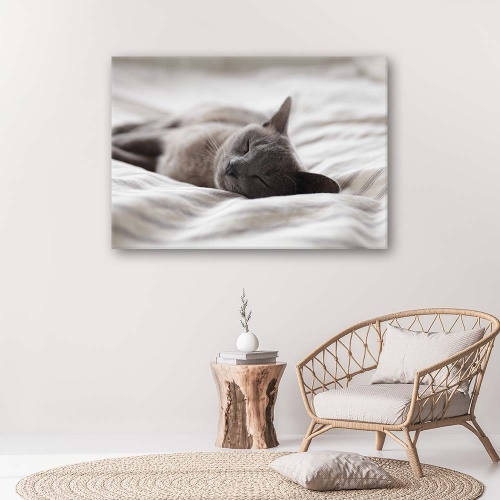 Obraz na plátně Kočky Zvířata Grey