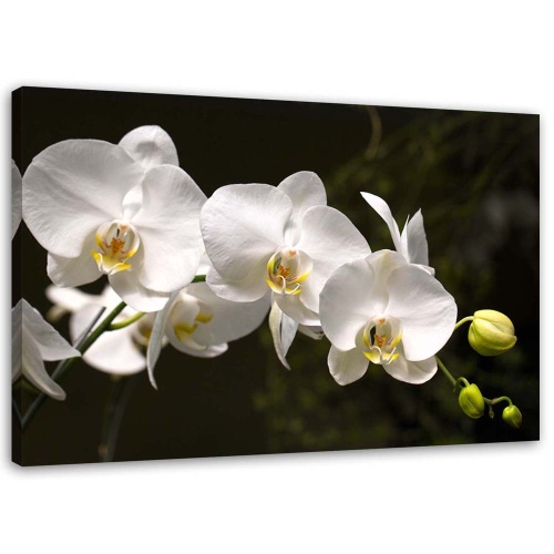 Obraz na plátně Orchidej Květina bílá