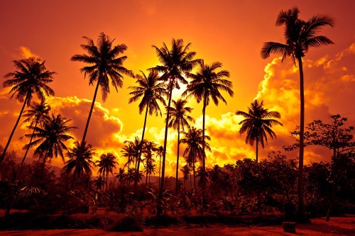 Samolepiaca tapeta kokosové palmy na pláži