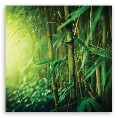 Obraz na plátně, Džungle bambus