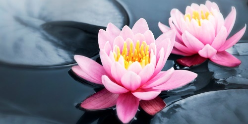 Obraz lotosový kvet v jazere