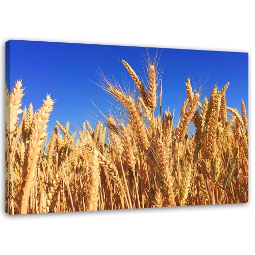 Obraz na plátně Kukuřičný klas Harvest Nature Gold