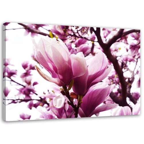 Obraz na plátně Magnolia Tree Pink