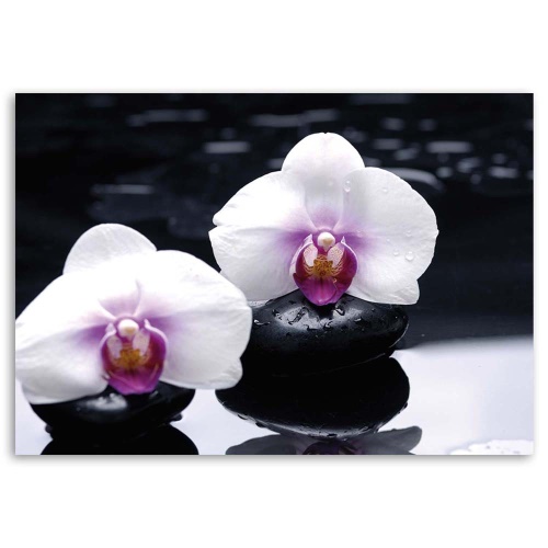 Obraz na plátně Orchidej Zen Stones Purple