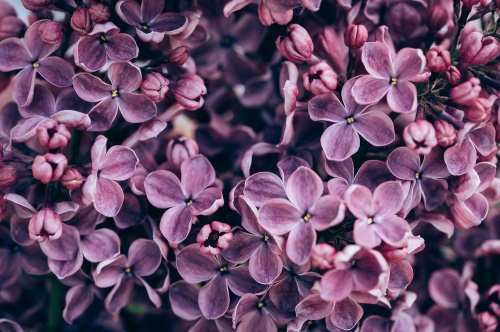 Fototapeta fialové kvety orgovánu