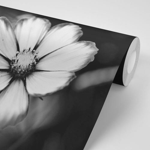 Samolepiaca fototapeta záhradný čiernobiely kvet krasuľky
