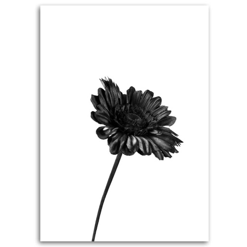 Obraz na plátně Květiny Příroda Černá Bílá