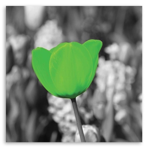 Obraz na plátně Tulipánový květ