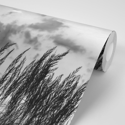 Samolepiaca fototapeta tráva v čiernobielom prevedení