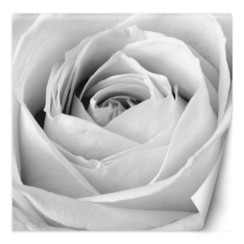 Fototapeta, Bílé květy růží