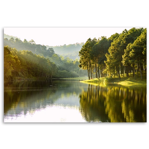 Obraz na plátně, Příroda lesního stromu krajiny