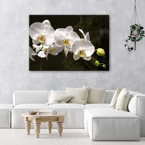 Obraz na plátně Orchidej Květina bílá