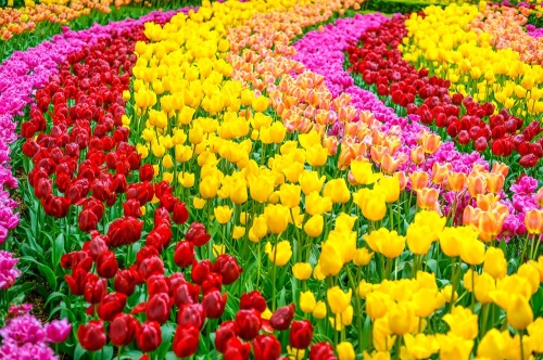 Samolepiaca fototapeta záhrada plná tulipánov