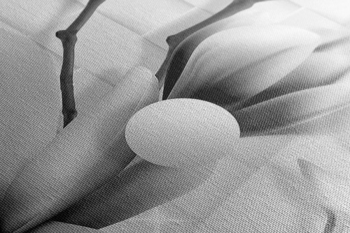 Obraz čiernobiela magnólia s abstraktnými prvkami