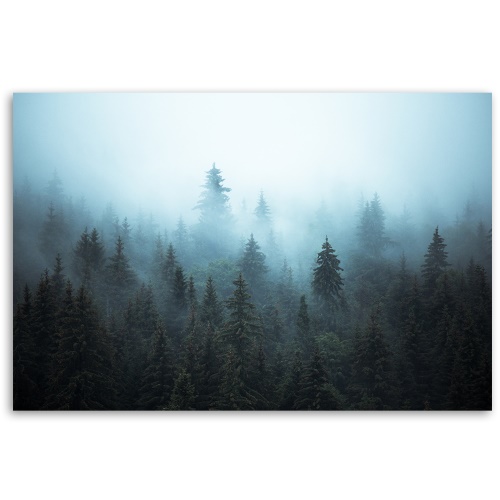 Obraz na plátně, Les v mlze