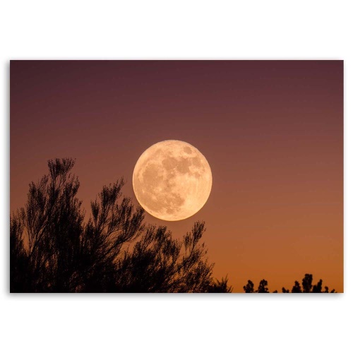 Obraz na plátně Měsíc za stromem