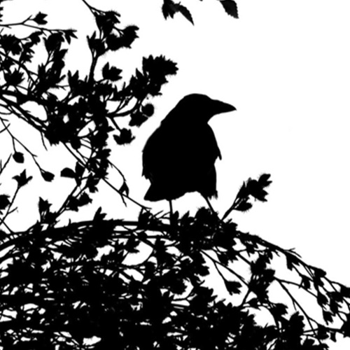 Ozdobný paraván Černobílý pták