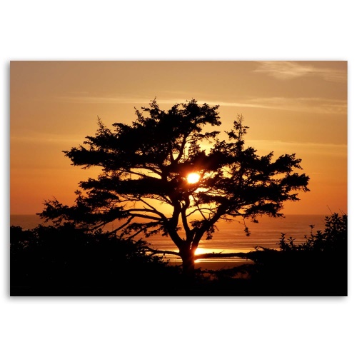 Obraz na plátně Strom Moře Západ slunce
