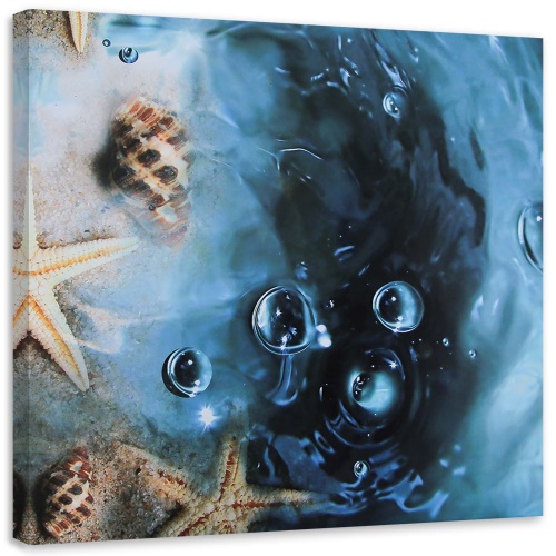 Obraz na plátně Mušle Moře Příroda Voda