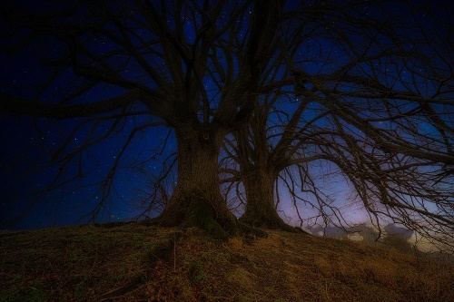 Samolepiaca tapeta stromy v nočnej krajine