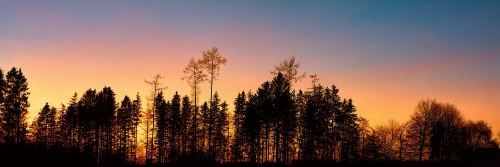 Obraz les zahalený tmou