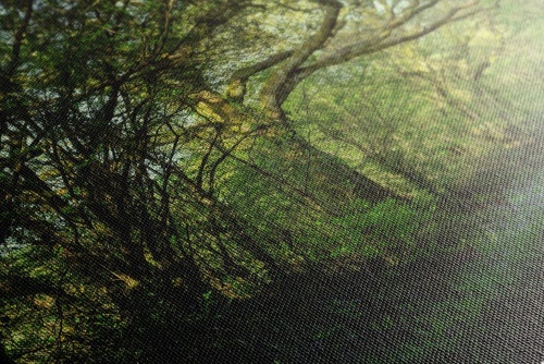 Obraz rozprávkový les