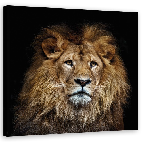 Obraz na plátně, Majestátní lev