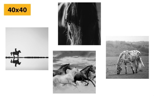 Set obrazov pre milovníkov koní v čiernobielom prevedení