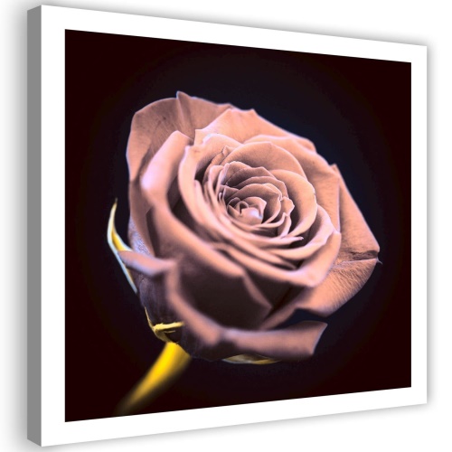 Obraz na plátně Růžový květ růže příroda