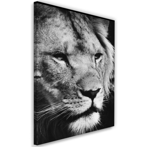 Obraz na plátně Afrika Lev černobílý