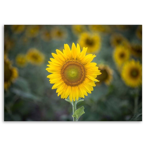 Obraz na plátně Slunečnice Příroda Květiny