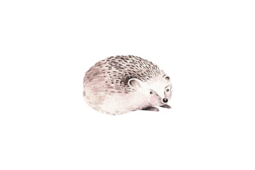 Obraz roztomilý ježko