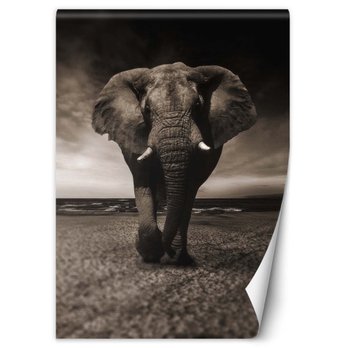 Fototapeta, Slon Zvíře Afrika