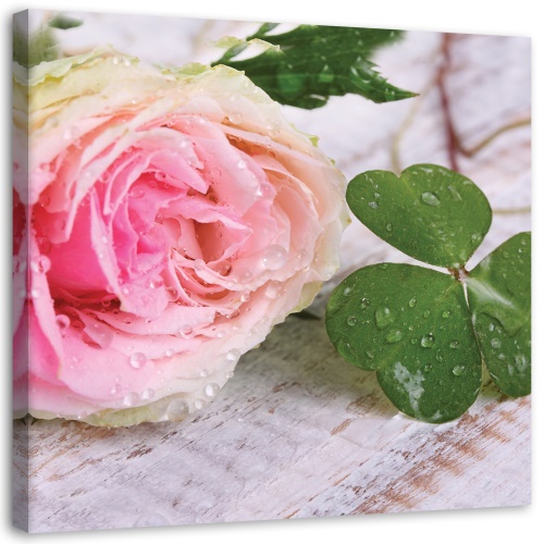 Obraz na plátně, Růžová růže Květina Příroda
