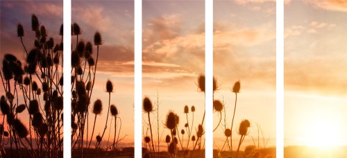 5-dielny obraz steblá trávy pri východe slnka