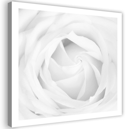 Obraz na plátně Bílá růže Květina Rostlina