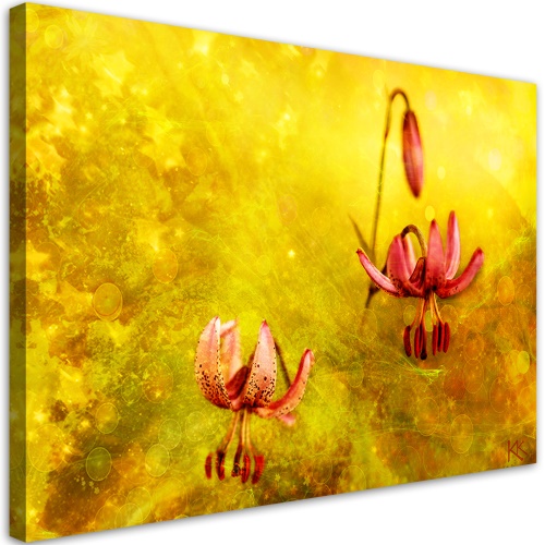 Obraz na plátně, Zaskacené tulipásy květin