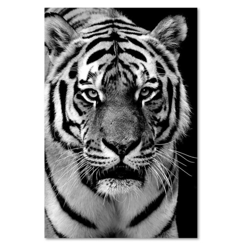Obraz na plátně Tygr Africa Black and White