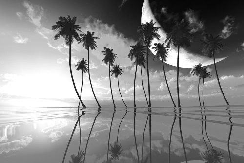 Samolepiaca tapeta čiernobiele tropické palmy
