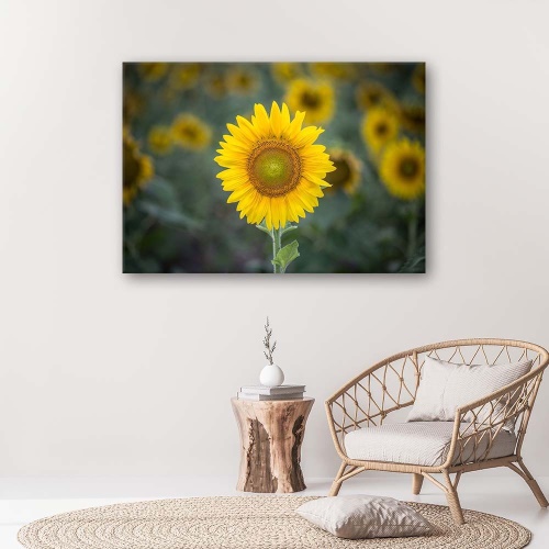 Obraz na plátně Slunečnice Příroda Květiny