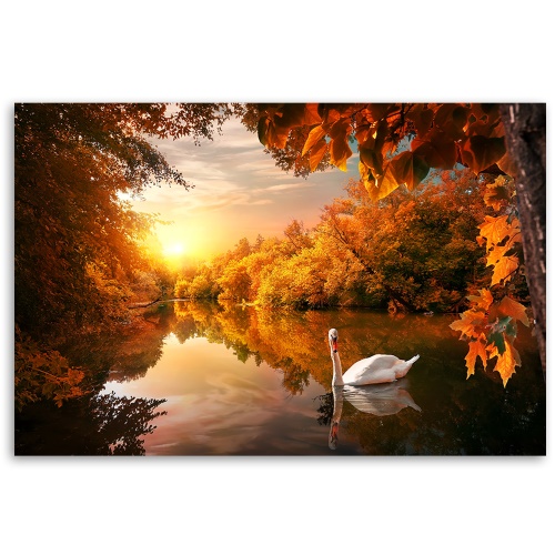 Obraz na plátně, Labuť na podzim rybníka