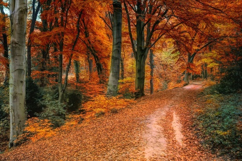 Fototapeta les v jesennom období